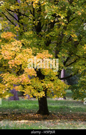 Acer platanoides leaves in Autumn. Stock Photo