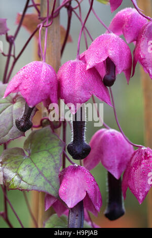 Rhodochiton atrosanguineus flowers. Stock Photo