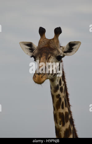 Close up of the head and part of the neck of a Rothschild's giraffe against a gray sky background. Giraffe is facing the camera. Stock Photo