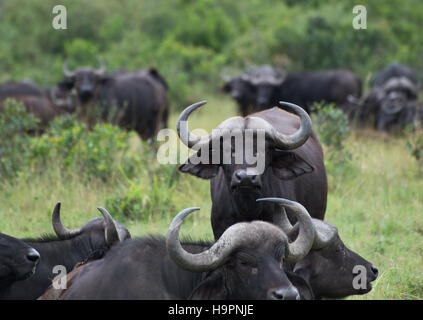 A group of water buffaloes with the center right buffalo facing the camera and in focus. All with horns, standing in a meadow. Stock Photo