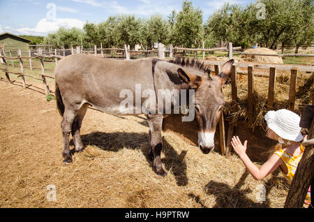 feeding a horse in the farm Stock Photo