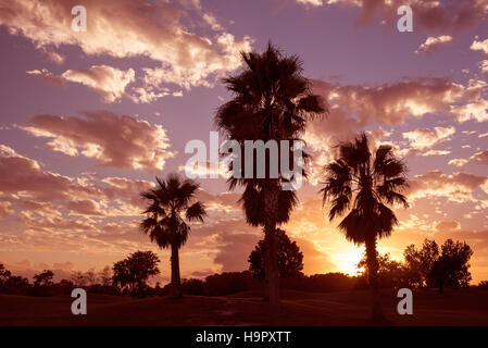 Ocala Florida USA -  Palm trees with the sun going down through a cloudy sky Stock Photo