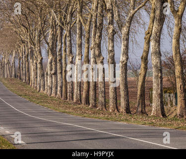 Avenue of trees in Burgundy. Stock Photo