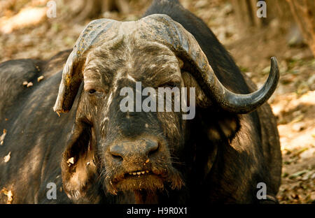 African Buffalo, Syncerus caffer. Mana Pools National Park. Zimbabwe Stock Photo