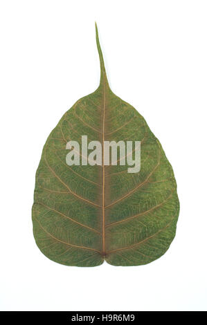 Semi dry leaf isolated detail texture. Heart shape leaf. Piple leaf on white background. Leaf of perennial plant. Stock Photo