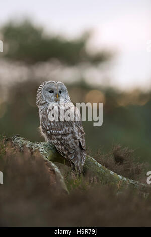 Ural Owl / Habichtskauz ( Strix uralensis ), perched on an old piece of wood, in open land, first morning light, backside view. Stock Photo