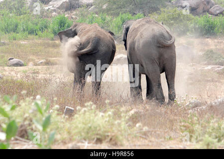 Indian, Elephants, Elephas, maximus, Hyderabad, Zoo, Telangana, India Stock Photo