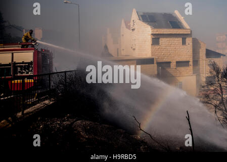 Haifa, Israel. 24th Nov, 2016. A firefighter tries to extinguish a fire in Haifa, Israel, Nov. 24, 2016. Fires on Thursday forced a widespread evacuation in Haifa. Tens of thousands of residents were forced to evacuate from around 11 neighborhoods in Haifa, along with Haifa University and many businesses. © Moran Mayan/JINI/Xinhua/Alamy Live News Stock Photo