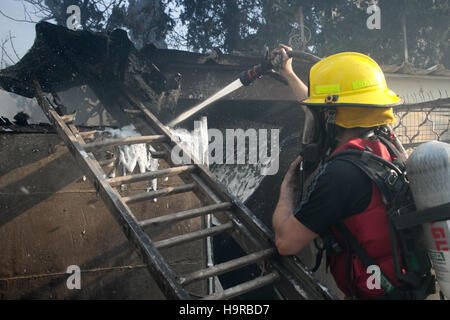 Haifa, Israel. 24th Nov, 2016. A firefighter tries to extinguish a fire in Haifa, Israel, Nov. 24, 2016. Fires on Thursday forced a widespread evacuation in Haifa. Tens of thousands of residents were forced to evacuate from around 11 neighborhoods in Haifa, along with Haifa University and many businesses. © JINI/Xinhua/Alamy Live News Stock Photo
