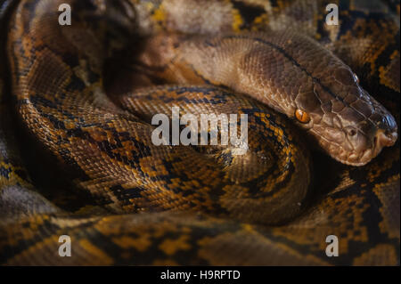 Python resting switches rings. Snake farm in Thailand Stock Photo