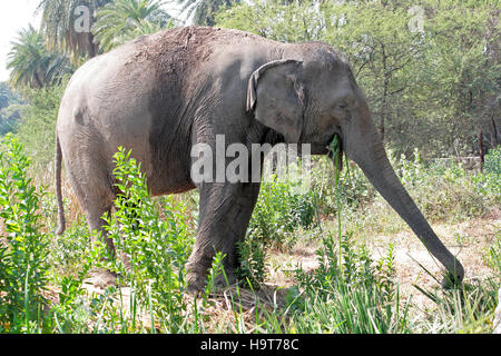 Indian, Elephants, Elephas, maximus, Hyderabad, Zoo, Telangana, India Stock Photo