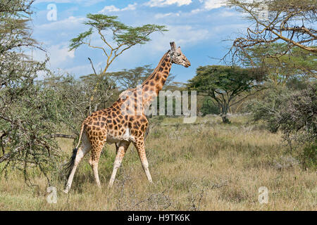 Rothschild's giraffe (Giraffa camelopardalis camelopardis) walking in bushland, Lake Nakuru National Park, Kenya Stock Photo