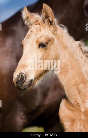 Palomino Morgan horse foal, Tyrol, Austria Stock Photo