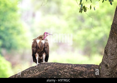 Hooded vulture,  Necrosyrtes monachus, perched on a tree limb. Kruger, South Africa. Stock Photo