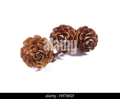 Three natural dry flower shaped pine cones with branch isolated on white background, Close-up Stock Photo