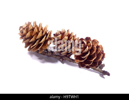 Closed up three natural dry pine cones with branch isolated on white background Stock Photo