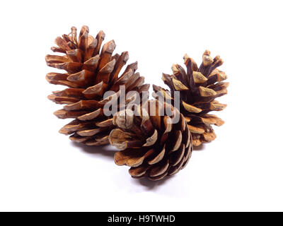 Close-up of three natural dry pine cones in different sizes isolated on white background Stock Photo