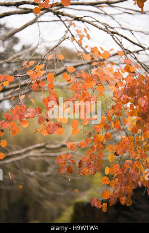 Cercis canadensis autumn leaf colour, Devon, UK. October Stock Photo