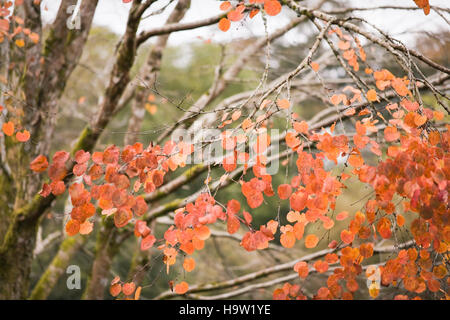 Cercis canadensis autumn leaf colour, Devon, UK. October Stock Photo