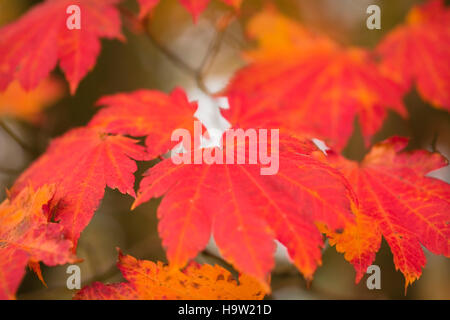 Japanese acer, autumn leaf colour, Devon, UK. October. Stock Photo