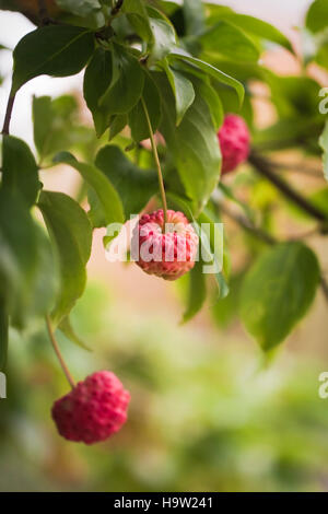 Arbutus undo (Strawberry Tree) autumn fruits. Devon, UK. October Stock Photo