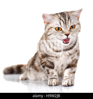 Scottish Straight Male Cat siting on Isolated white Background Stock Photo