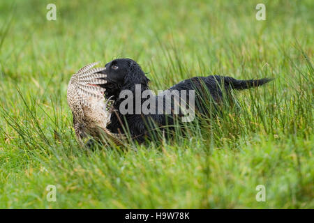 spaniel retrieving a pheasant Stock Photo