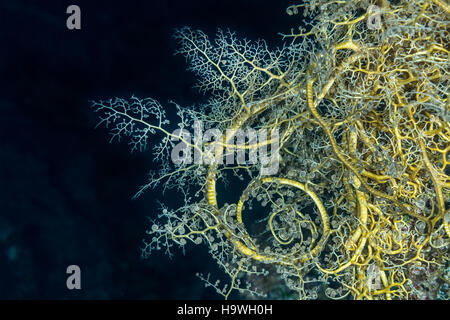Giant (or Gorgon head) basket star (Astroboa nuda), showing Christmas tree-like branches and tight spirals, used for filter feeding. Red Sea, Egypt, N Stock Photo
