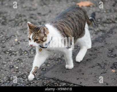Larry the Downing street cat,Chief Mouser to the Cabinet Office. Larry is a brown and white tabby. Stock Photo