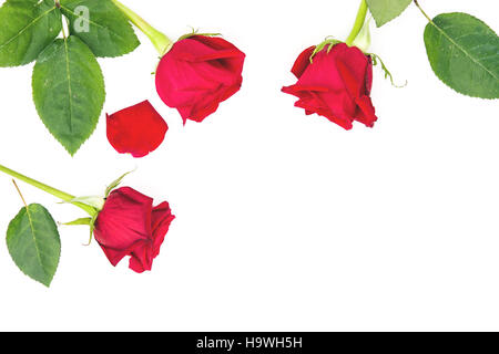 Red roses and petals isolated on white background Stock Photo - Alamy