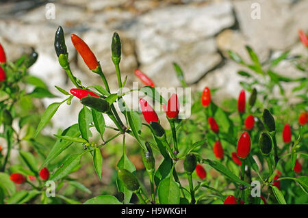 This is Capsicum annuum, the Chili pepper or Hot pepper, family Solanaceae, Stock Photo