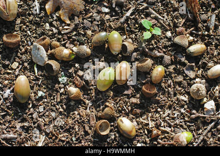 In autumn: Acorns (or oak nuts) fall to the ground and are attractive to animals Stock Photo