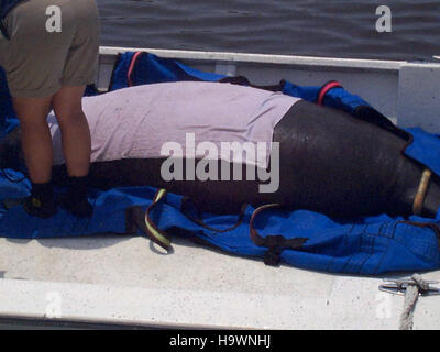 Manatee Injuries A manatee rescue operation in the Everglades National Park focuses on ...