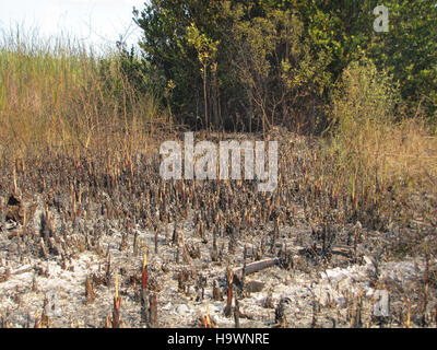 evergladesnps 9099461467 Prescribed fire near park structures (19), NPSphoto Stock Photo