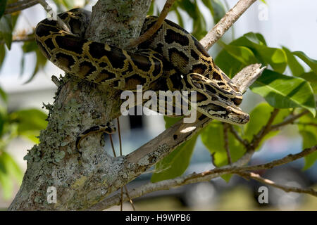 A Burmese python is seen in Everglades National Park, where invasive ...