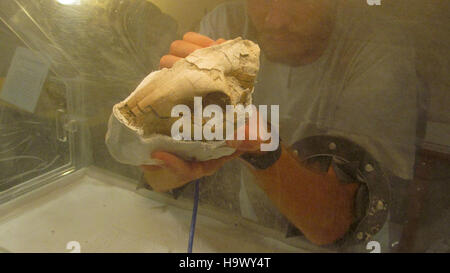badlandsnationalpark 7666226664 Danny Working on Oreodont Skull Fossil 3 Stock Photo