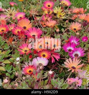 A patch of Livingstone Daisies (Mesembryanthemum) or (Dorotheanthus bellidiformis) in a variety of colours. Stock Photo