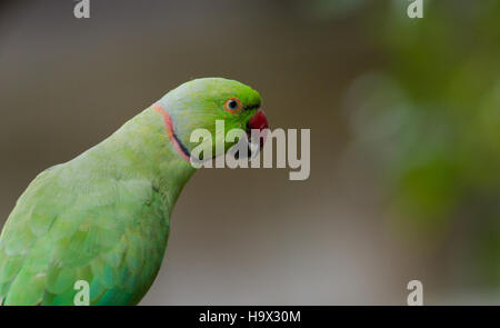 Rose-ringed Parakeet Stock Photo