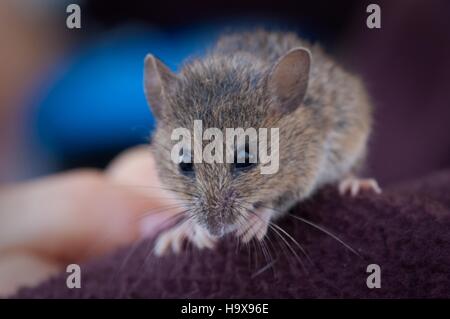 An endangered salt marsh harvest mouse sits on a persons sleeve August 13, 2013 near San Francisco, California. Stock Photo