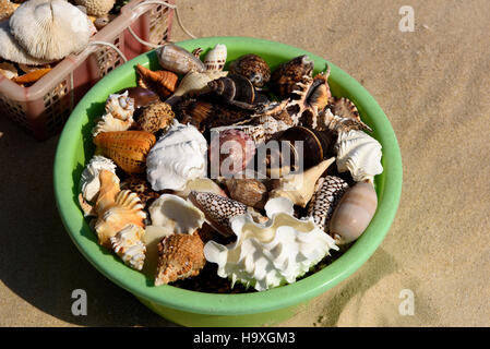 Shells, Beach at Sanya Bay near Club Med Hainan island, China Stock ...