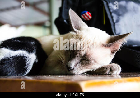 The cat Sleeping on the Wood Table. Stock Photo