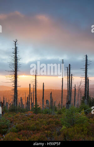 Broken dead spruce trees afflicted by European spruce bark beetle (Ips typographus L.) infestation at Lusen in autumn, Bavarian Forest National Park Stock Photo