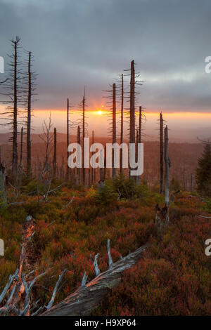 Broken dead spruce trees afflicted by European spruce bark beetle (Ips typographus L.) infestation at Lusen in autumn, Bavarian Forest National Park Stock Photo