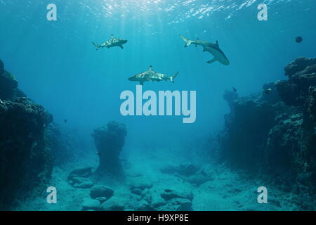 Three blacktip reef sharks underwater swimming between the ocean floor and the surface, Pacific ocean, French Polynesia Stock Photo