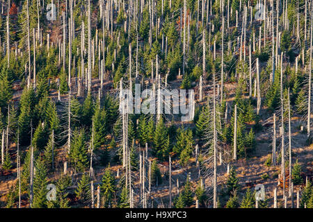 Broken dead spruce trees afflicted by European spruce bark beetle (Ips typographus L.) infestation at Lusen, Bavarian Forest National Park, Bavaria Stock Photo