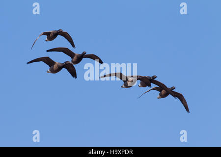 Brant geese migrating Stock Photo - Alamy