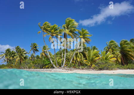 Tropical seashore with coconut palm trees, seen from the water surface, atoll of Tikehau, Tuamotu French Polynesia Pacific ocean Stock Photo