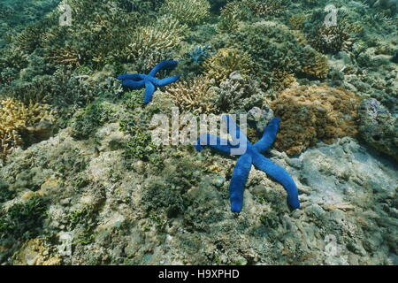 Two sea stars Linckia laevigata with natural blue color, underwater on the ocean floor, south Pacific ocean, New Caledonia Stock Photo