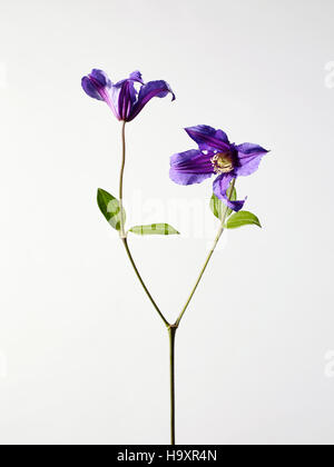 studio still life photograph of purple clematis Flowers two flower heads, bright coloured petals in bloom Stock Photo