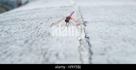 Dragonfly settled on white stone. Campania, Italy Stock Photo